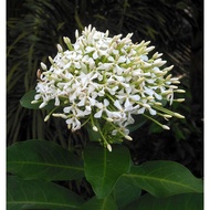 White Ixora Singapuri pokok Ixora Putih ( Wangi )