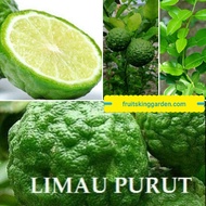 ANAK POKOK LIMAU PURUT HYBRID THAILAND Buah Buahan Fruits Live Plant [WEST MALAYSIA ONLY]