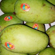Ready Mangga Chiangmai Thailand Mengkal Asem Manis Garing Cocok Utk Bumil Ngerujak.Asinan
