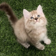 Kucing Kitten Persia