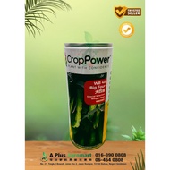 Benih WB48 Big Four Special Selection Winged Bean (200 gram)