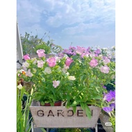 【In Stock】Campanula Seed Dwarf Campanula