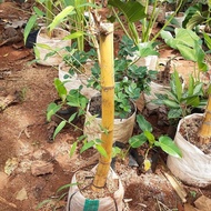 tanaman bambu kuning (penolak balak)