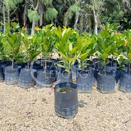 TKL - Outdoor Garcinia Subelliptica Happiness Tree (Polybag 12x12 - 50cm) 室外福木幸福树 (Polybag 12x12 - 5