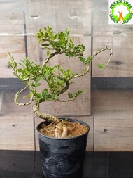 Bonsai - Mini Rosita Bonsai 一粒金盆栽  for HOME/OFFICE decoration