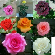 Tanaman Hias Bunga Mawar / Bunga Rose Inc Pot Putih Dan Serabut
