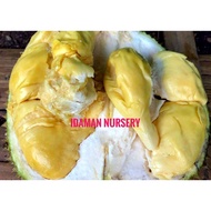 Pokok Durian Kop Kecil D99
