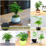 [Easy to grow in Malaysia] Asparagus Fern Tree Seeds (50 Seed) 文竹种子 Potted Asparagus Fern Plant Seed Bonsai Tree Live Plant Evergreen Plant Seeds Air Purifying Indoor Plants Outdoor Real Plant Flower Seeds for Planting &amp; Gardening Garden Decor benih bunga