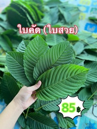 🔥[สินค้าขายดี]🔥ใบกระท่อมเก็บสดจากสวน ครึ่งกิโล (500 กรัม ) ใบคัด