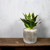 【室內盆栽】鑲邊虎尾蘭盆栽 小型盆栽 觀葉植物 綠化 盆栽 送禮