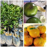 Anak pokok limau langkat madu