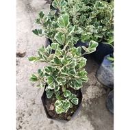 Variegated Triangularis Ficus  (seedlings)