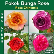 Rose Pokok Bunga Ros Kampung Wangi Roses Pokok Harum Live Plant Fragrance 玫瑰花苗 SHS Kebun