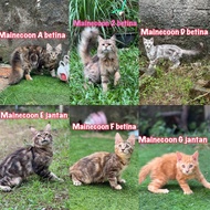 kucing mainecoon jantan non ped parent ped