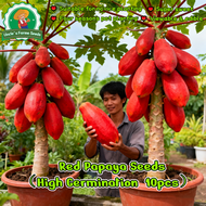 10 Pcs Biji Benih Betik Merah Kulit Merah Isi Merah Red Flesh Red Papaya Seed 红皮红心木瓜种子 High Yield Re