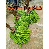 Petai fresh dikebun/Petai padi biji besar