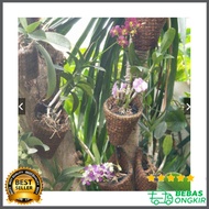 Pot Oncidium Forbesii anggrek bulan indah elegan murah