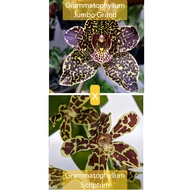 1 Bushy pot | Grammatophyllum Jumbo Grand x Grammatophyllum Scriptum | Grammatophyllum Hybrid