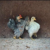 ayam serama sepasang dewasa