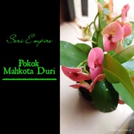 Pokok Mahkota Duri / Euphorbia Milli