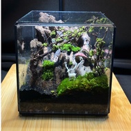 Terrarium " Eden " meaningful gifts (Valentine, birthday, anniversary,...)