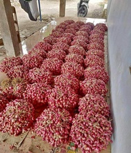 Bibit bawang merah brebes 1 kg