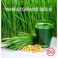 Organic Wheatgrass Seed High Germination Rate Microgreen Urban Farmer Plant