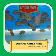 IKAN HIAS AIR TAWAR - LOUHAN KAMFA (Local)