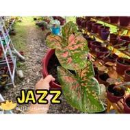 MLG - JAZZ THAI HYBRID RARE ID 爵士｜KELADI CALADIUM 彩叶芋