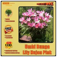 Biji benih /umbi bunga lily hujan lily rain /5 umbi