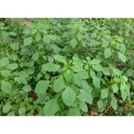 (herba) pokok  kucing galak