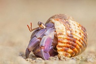 READYSTOCK LAND HERMIT CRAB LIVE CUTE PET