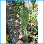 ☽ ◭ ∥ Cactus / Cacti - Live Plant