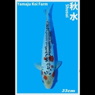 shusui import ikan koi import serti murah 33cm