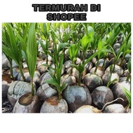 (BELI 1 HARGA BORONG) benih kelapa anak pokok kelapa sgg/matag/kampung