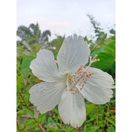 Benih Keratan Pokok Bunga Raya Putih