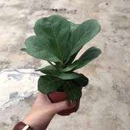 Ficus Lyrata Fiddle Leaf Fig Indoor Plant with Pot