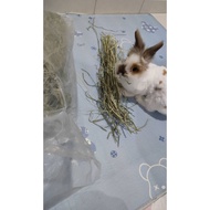 Timothy Hay First cut 晒干 Small pet food Grade  (Dustless) 2025最新批次 Updated:14/10/2025