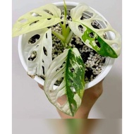 monstera adansonii variegated rare plant (1 leaf)