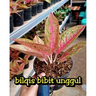 bibit bunga aglonema legacy merah super