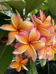 ต้นลีลาวดี ลีลาวดีแคระ พันธ์ ส้มกาฬสินธุ์ ลั่นทมลูกผสม (ส้มกาฬสินธุ์) Plumeria sp. เป็นพันธ์ดังเดิม 