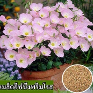 [พร้อมส่ง] เมล็ดพันธุ์อีฟนิ่งพริมโรสที่ปลูกได้ง่าย 100% เมล็ดอีฟนิ่งพริมโรสสดแพคเกจ 50 สีผสมเมล็ดอีฟนิ่งพริมโรสสำหรับปลูกและสวนเมล็ดพันธุ์ดอกไม้ราคาถูกบอนไซเมล็ดบอนไซต้นไม้มงคลบอนไซดอกไม้ที่สวยงามเมล็ดพันธุ์ดอกไม้ประดับพันธุ์ดอกไม้ตกแต่งบ้านและสวน