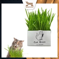 LH Cat Grass Wheat Grass Seed Mudless Biji Benih Rumput Kucing Organic Natural Cat Grass Seed Pack