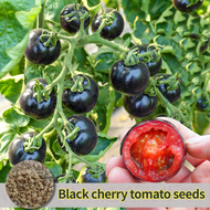 ปลูกง่าย ปลูกได้ทั่วไทย เมล็ดสด 100% เมล็ดพันธุ์ มะเขือเทศ เชอรี่สีดำ Black Cherry Tomato Seeds บรรจุ 100 เมล็ด เมล็ดพันธุ์ผัก ผักสวนครัว ต้นไม้มงคล เมล็ดบอนสี ต้นผลไม้ บอนไซ พันธุ์ผัก เมล็ดผัก เมล็ดพันธุ์พืช Vegetable Plants Seeds for Planting