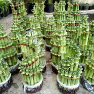 Bibit Tanaman Hias Bambu Cina bambu hoki