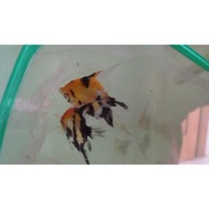 ikan manfish Red Devil