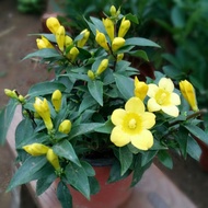 French Perfume Jasmine Seedlings Flowers Green Plant Small Bonsai Vines Cold-Resistant Yellow Jasmine Winter with Flower