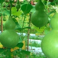 5pcs seeds Labu Sayong Labu botol labu air