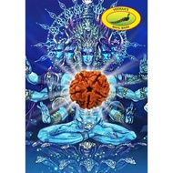 5 Face Rudraksha/ 5 Mukhi Rudraksha/ 5 முக ருத்ராட்சம்