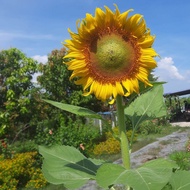 เมล็ดทานตะวัน 100 เมล็ด ทานตะวันดอกใหญ่ ทานตะวันสีเหลือง เมล็ดดอกไม้